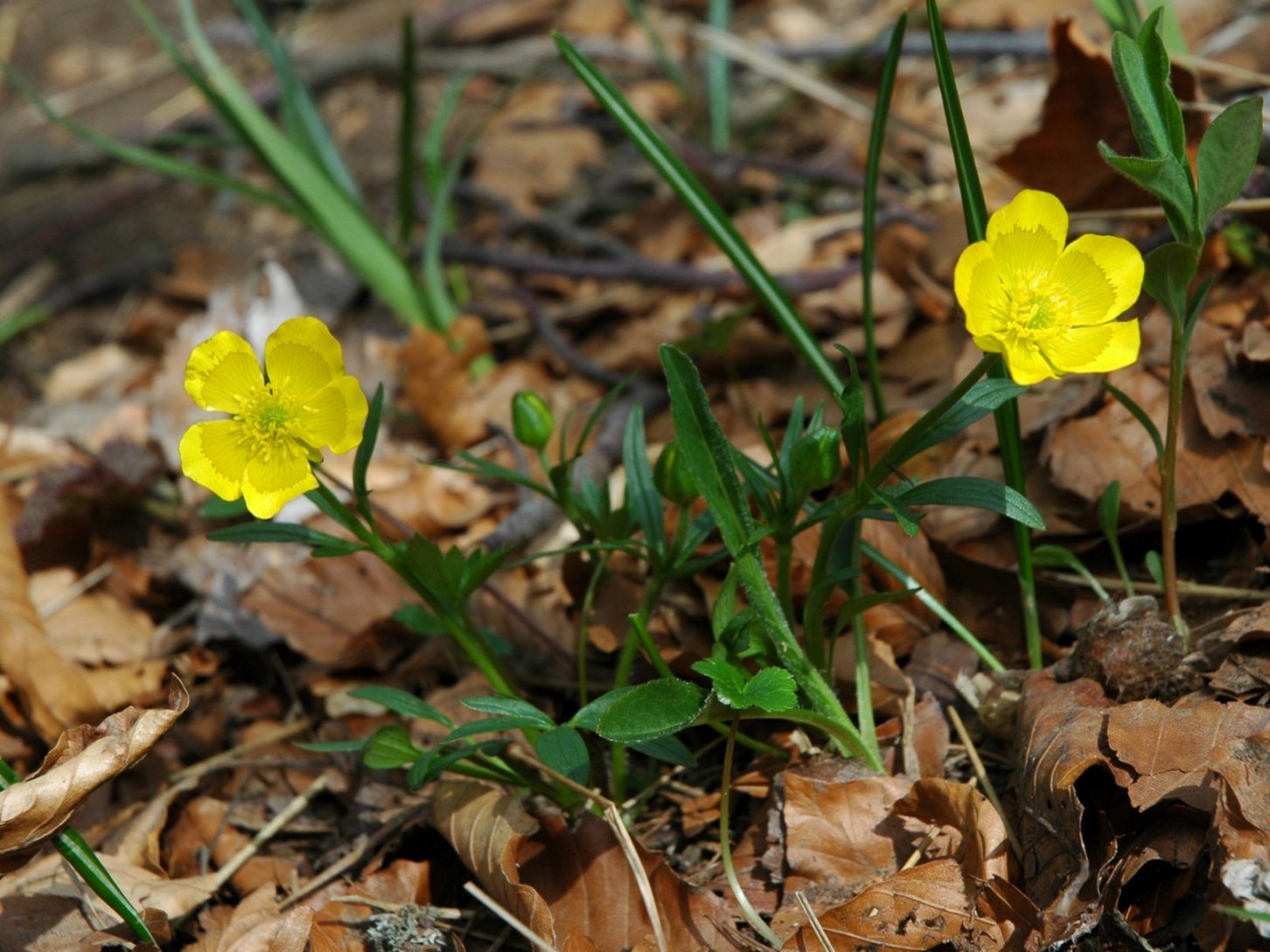 Ranunculus da identificare